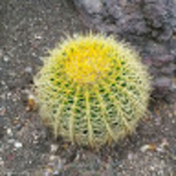 felice_o